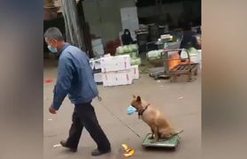 Ngộ nghĩnh chú đeo khẩu trang phòng COVID-19