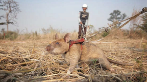 Video: Đội chuột dò mìn mới của Campuchia xuất trận 