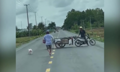 Đuổi lợn trên đường, người đàn ông chạy bở bơi tai