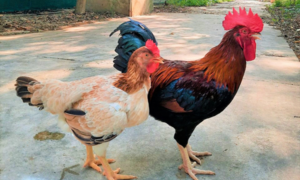 Giống gà Mía số 1- Dabaco: Tối ưu hiệu quả cho người chăn nuôi