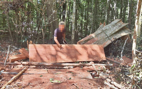 Khởi tố vụ phá rừng tan hoang tại Gia Lai