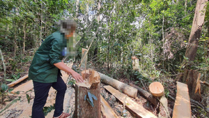Phó Thủ tướng yêu cầu xử lý nghiêm vụ phá rừng tại Gia Lai