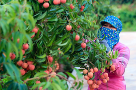 Vải thiều Bắc Giang xuất ngoại trong 'bão dịch' COVID-19