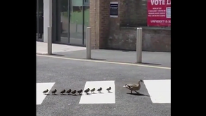 Đàn vịt chấp hành luật giao thông khi qua đường