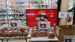 Vải thiều Thanh Hà bán hơn 500.000 đồng/kg tại Pháp