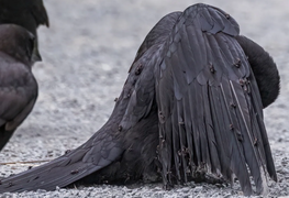 Hành vi 'tắm kiến' kỳ quái của loài quạ