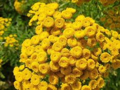 8 loại cây cảnh giúp đuổi côn trùng trong nhà bạn