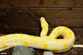 Trăn vàng quý hiếm nặng gần 40 kg rơi từ tầng 20 chung cư xuống đất 