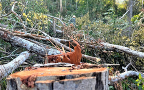 Khởi tố vụ lâm tặc 'xẻ thịt' rừng tự nhiên ở Đắk Lắk