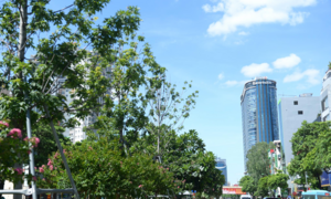 Ảnh: Hàng phong lá đỏ ở Hà Nội phải di chuyển để tránh nóng