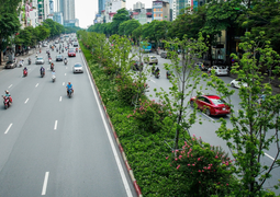 Vì sao Hà Nội di chuyển hàng phong lá đỏ giữa ngày nắng nóng?