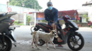 Video: Chú chó làm 'thu ngân' gây sốt ở TP.HCM