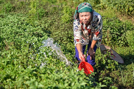 Ảnh: Nông dân ngoại thành Hà Nội 'bán lưng' dưới chảo lửa chống nắng hoa màu