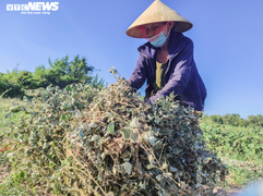 Ảnh: Nông dân Hà Tĩnh phơi mình dưới nắng nóng khốc liệt thu hoạch dược thảo
