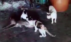 Chuột thản nhiên dùng bữa cùng đàn mèo