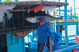 Vì sao giá cá ngừ đại dương Phú Yên ‘rẻ bèo’ so với Nhật Bản?