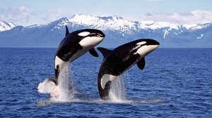 Tình bạn của sát thủ khét tiếng đại dương 