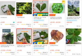 Những loại lá bình thường bỗng thành hàng hot trên trang thương mại điện tử