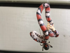 Sinh vật liều lĩnh, chỉ thích tấn công kẻ thù lớn gấp trăm lần 