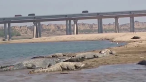 Video: Cận cảnh loài cá sấu khổng lồ siêu hiếm nổi tiếng... nhút nhát