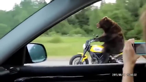 Gấu đua xe máy với người đẹp