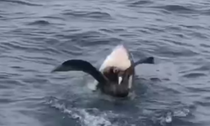 Trắng trợn giành mồi ngay trước mũi cá mập, hải âu chịu kết thảm 
