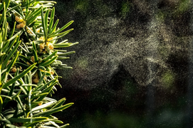 Hạt phấn hoa giúp virus COVID-19 lan truyền xa hơn