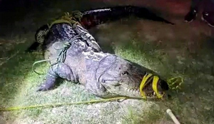 Người phụ nữ bị cá sấu ăn thịt khi đang giặt quần áo bên sông