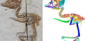 Loài chim tí hon nhưng mang hộp sọ khủng long