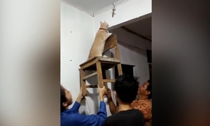 Clip: Cả nhà giữ ghế cho mèo bắt thạch sùng