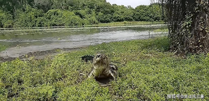 Tranh mồi với cá sấu, cần thủ phải leo lên cây để thoát thân