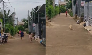 Clip: Đám trẻ trêu chó, chạy bán sống bán chết