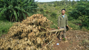 Hàng trăm cây sầu riêng của nông dân ở Đắk Lắk bị chặt hạ trong đêm