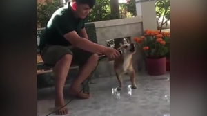 Chết cười xem chú chó trổ tài hát karaoke