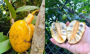 Còn ai nhớ bình bát, thức quả bình dị của tuổi thơ làm dịu cả cái nóng mùa hè?