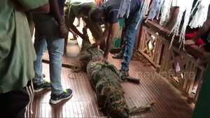 Video: Bắt cá sấu khổng lồ hồn nhiên đi lại tại hiên nhà