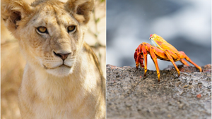 Cua tí hon xuất hiện, đàn sư tử bu vào 'hóng'