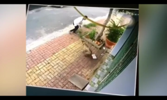 Chú chó 'gây khó dễ' cho chàng trai phát tờ rơi