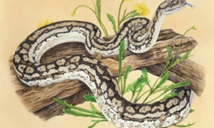 Dự đoán 12 con giáp 2/7: Tỵ bất mãn với công việc, Tuất tình cảm lục đục