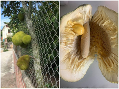 Khóc ròng với những quả mít 'ngang ngược' như trêu tức người trồng 