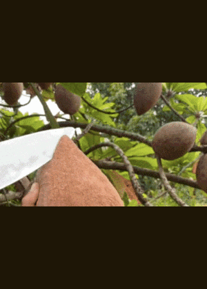 Quả hồng xiêm 'siêu to khổng lồ': Bổ ra đỏ rực, chưa thấy bao giờ