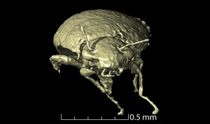 Sinh vật trong phân khủng long 'nhìn chằm chằm' vào các nhà khoa học