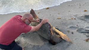 Video: Cặp vợ chồng giải cứu rùa biển mắc cạn ở Mỹ