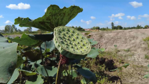 Video: Nông dân ở An Giang thu nhập cao nhờ trồng sen trên đất lúa