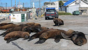Video: Sư tử biển thản nhiên dạo chơi trong thành phố ở Argentina