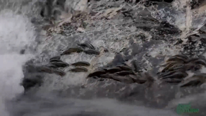 Video: Loài cá dùng miệng để vượt thác