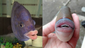 Những chú cá sở hữu 'bờ môi quyến rũ nhất hành tinh', hội chị em nhìn mà ghen tị