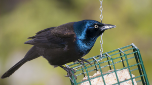 Căn bệnh bí ẩn biến chim Mỹ thành 'xác sống', hành động kì quái