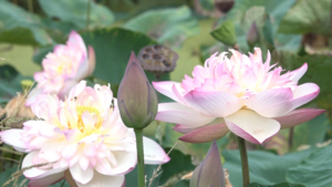 Video: Ngắm đầm sen gần 170 loại khoe sắc ở Hà Nội