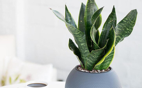 7 loại cây giúp khử mùi nhà bếp hiệu quả